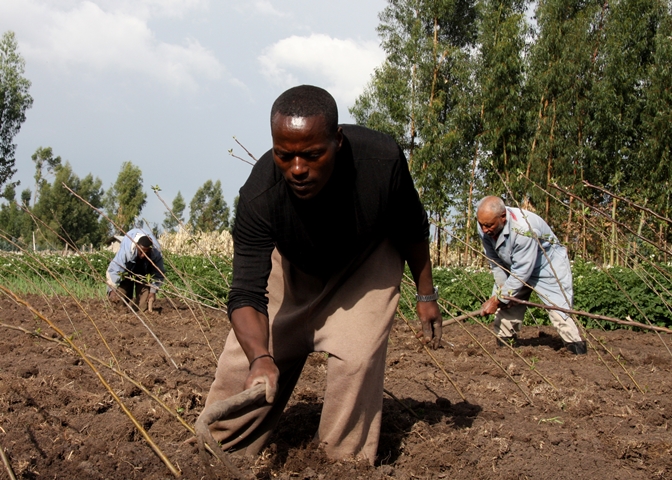 Zamuge Wanbera tending a tree nursery in the Bale Mountains, Ethiopia Zamuge Wanbera tending a tree nursery in the Bale Mountains, Ethiopia
