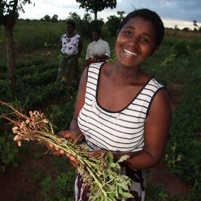Malawi smallholder growing groundnuts Malawi smallholder growing groundnuts
